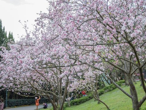 陽明山花季主題為「讓愛在心中綻放」，首次與迪士尼合作展出四大主題，新春期間除了賞櫻也能享受尋找迪士尼公主的樂趣(圖片來源：臺北市政府觀光傳播局)