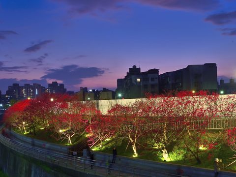 「2025樂活夜櫻季」於1/24展至2/15，並以「櫻花樹下的幸福」為主題，推出迪士尼公主花卉造景（圖為2024樂活夜櫻季）(圖片來源：臺北市政府觀光傳播局)