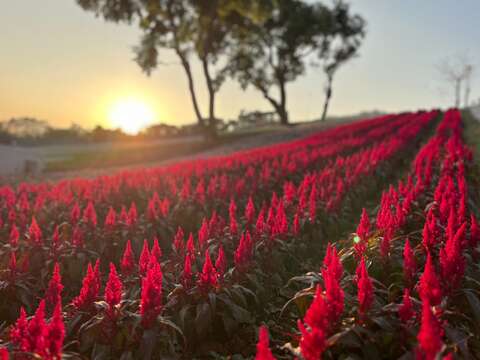 三層崎花海 雞冠花(圖片來源：臺北市政府工務局公園路燈工程管理處)