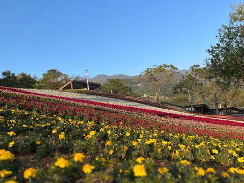 三層崎花海 孔雀草(圖片來源：臺北市政府工務局公園路燈工程管理處)