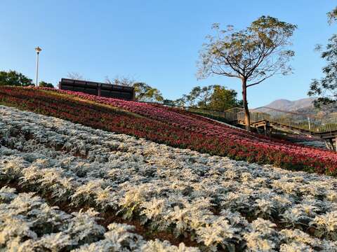 三層崎花海 銀葉菊(圖片來源：臺北市政府工務局公園路燈工程管理處)