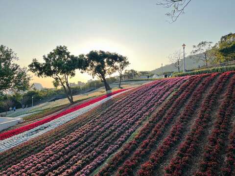 三層崎花海花況 遠景(圖片來源：臺北市政府工務局公園路燈工程管理處)