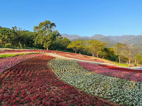三層崎花海花況 大冠鷲頭部(圖片來源：臺北市政府工務局公園路燈工程管理處)