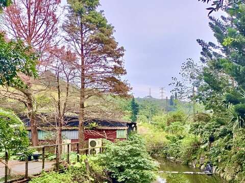 落羽松逐漸轉紅(圖片來源：臺北市政府工務局大地工程處)