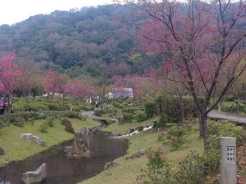 陽明公園櫻花(圖片來源：臺北市政府工務局公園路燈工程管理處)