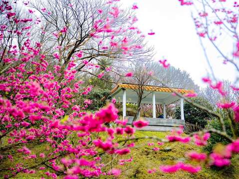 陽明公園山櫻(圖片來源：臺北市政府工務局公園路燈工程管理處)