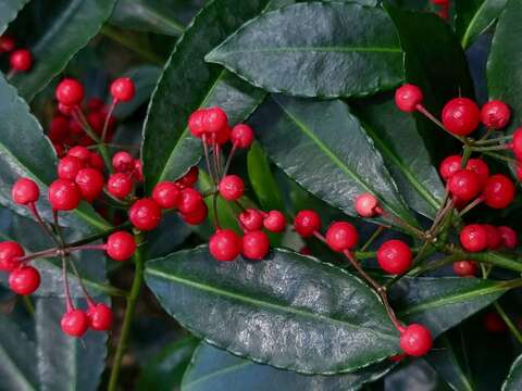 硃砂根火紅的核果觀賞期長達數月(志工周克敏提供)。