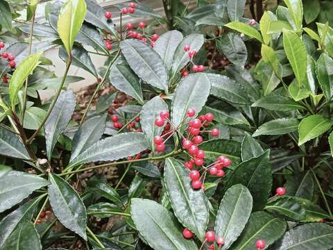 硃砂根就藏身在「溫帶植物區」，因為植株低矮，必須要蹲下才能一賞它的丰采(志工周克敏提供)。