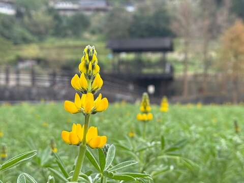 魯冰花近照(圖片來源：臺北市政府工務局大地工程處)