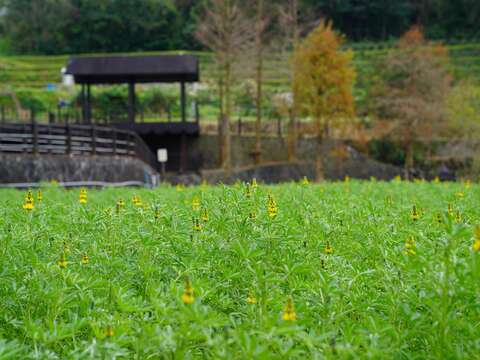 沿著樟樹步道漫步，近距離欣賞盛開的花朵，令人心曠神怡(圖片來源：臺北市政府工務局大地工程處)