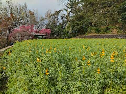 樟樹步道花海(圖片來源：臺北市政府工務局大地工程處)