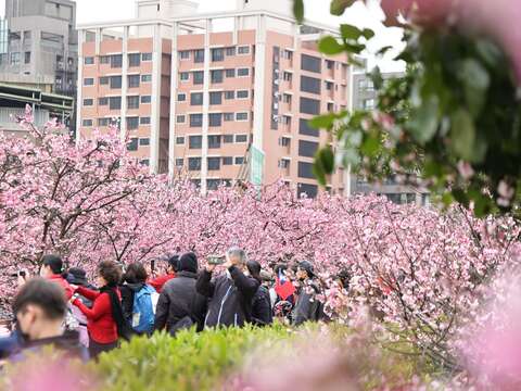 2024樂活夜櫻季-白天人潮(圖片來源：臺北市政府工務局公園路燈工程管理處)