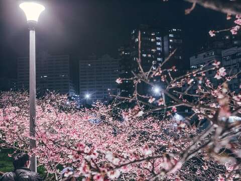樂活公園夜櫻(圖片來源：臺北市政府工務局公園路燈工程管理處)