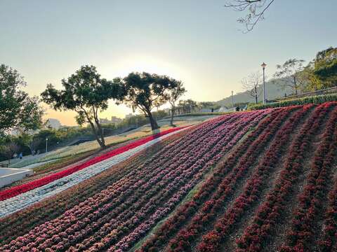 2025三層崎花畑