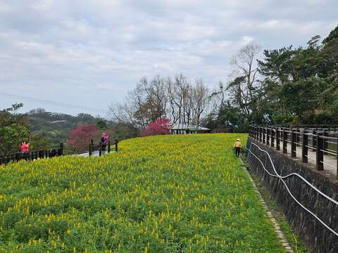 今年的魯冰花於1月底陸續綻放，成為春節期間的熱門郊遊地點(圖片來源：臺北市政府工務局大地工程處)