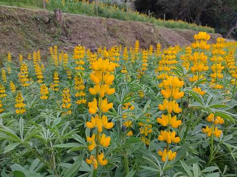 魯冰花近照(圖片來源：臺北市政府工務局大地工程處)
