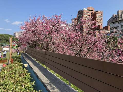 樂活公園寒櫻(圖片來源：臺北市政府工務局公園路燈工程管理處)