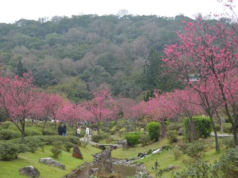 陽明公園櫻花溪流區櫻花盛開(拍攝日期114年2月6日)(圖片來源：臺北市政府工務局公園路燈工程管理處)