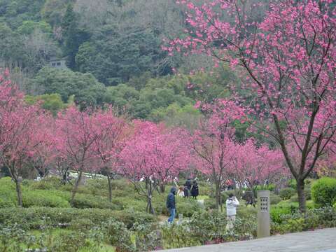 陽明公園櫻花溪流區(拍攝日期114年2月6日)(圖片來源：臺北市政府工務局公園路燈工程管理處)