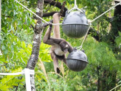動物園保育員利用海洋保育署桃竹海洋保育站提供的海洋廢棄物浮球，改造成動物玩具(圖片來源：臺北市立動物園)