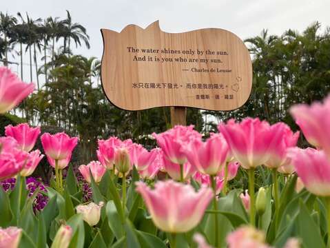 以經典愛情名句，讓您除了認識鬱金香品種外，對愛情更有不同的體悟(圖片來源：臺北市政府工務局公園路燈工程管理處)
