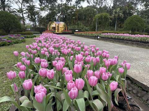 在西式庭園的「邂逅義大利」鬱金香花海搭配古堡意象呈現浪漫氛圍(圖片來源：臺北市政府工務局公園路燈工程管理處)