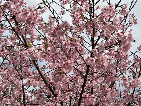 指南宮大漁櫻樹盛開(圖片來源：臺北市政府工務局大地工程處)