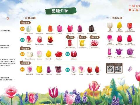 來到「詩情花意」展區可以看到來自荷蘭的鬱金香品種介紹及瞭解鬱金香栽培相關知識(圖片來源：臺北市政府工務局公園路燈工程管理處)