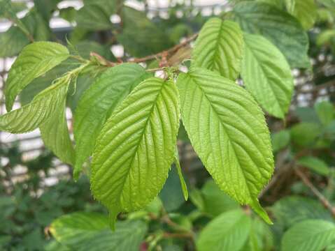 葉緣鋸齒為山櫻花重要特徵(圖片來源：臺北市政府工務局公園路燈工程管理處)
