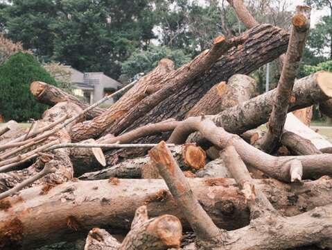 2024年風災之風倒木原始狀況(圖片來源：臺北市政府工務局公園路燈工程管理處)