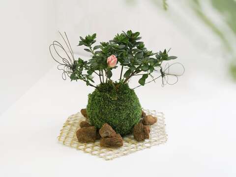 植感生活教室「花漾綠苔球」課程(示意圖)，將春日美好帶回家(圖片來源：臺北市政府工務局公園路燈工程管理處)