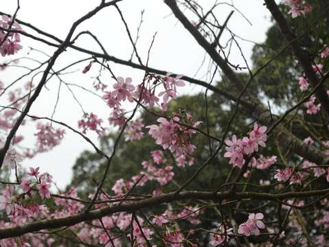 陽明山花季迷人的櫻花美景(圖片來源：臺北市政府工務局公園路燈工程管理處)