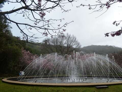 陽明山噴水池的櫻花，正值盛開時節(圖片來源：臺北市政府工務局公園路燈工程管理處)