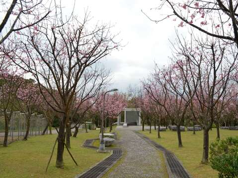 住六公園的櫻花，正值盛開時節(圖片來源：臺北市政府工務局公園路燈工程管理處)