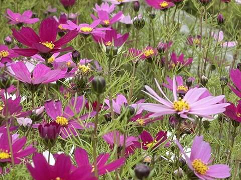 臺北市環保局山水綠生態公園種植四季皆宜的波斯菊(圖片來源：臺北市政府環境保護局)