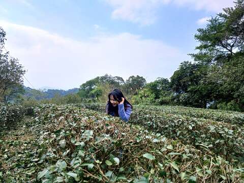 舊莊社區的茶園風光(圖片來源:臺北市政府工務局大地工程處)
