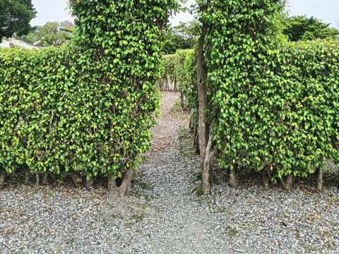 (圖片來源:臺北市政府工務局公園路燈工程管理處)