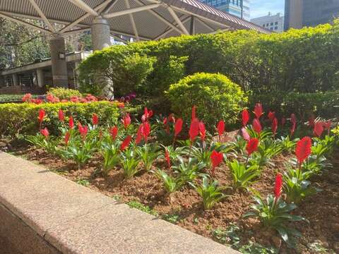 年節期間喜慶的代表花卉-玉扇鳳梨(圖片來源：臺北市政府工務局公園路燈工程管理處)