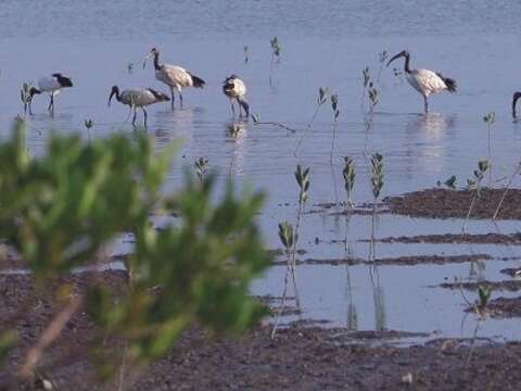 社子島島頭公園生態多元,候鳥季到來時會有鳥群停佇