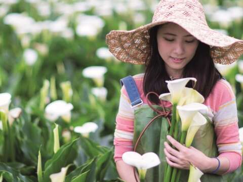 竹子湖海芋