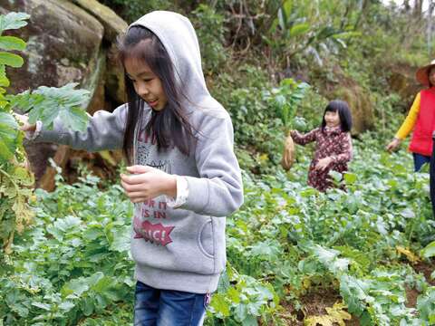 來到清香休閒農場，小朋友可以體驗親手拔蘿蔔的趣味。（楊智仁攝）