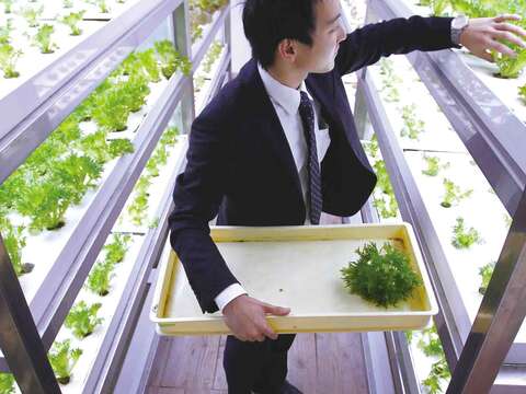日本人力資源公司PASONA將農場引入辦公室內。(圖/路透社提供)