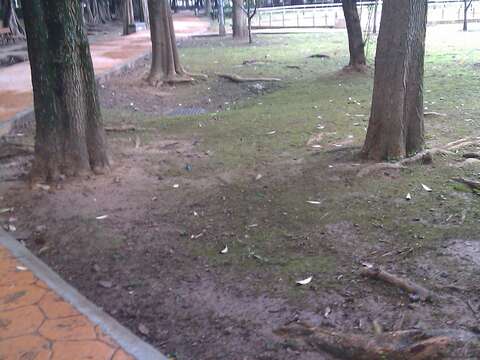 圖2.公園改善前2