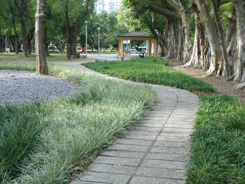 圖4.樹根裸露區以碎石級配與耐陰植物遮蔽