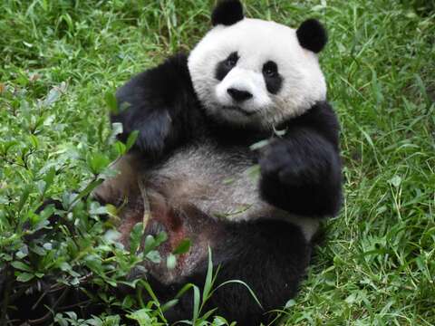 在草地上打滾的圓仔