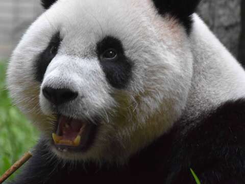 圓仔大啖竹筍