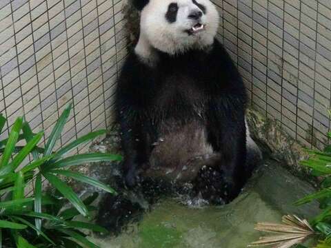 圓仔泡在水池裡踢水
