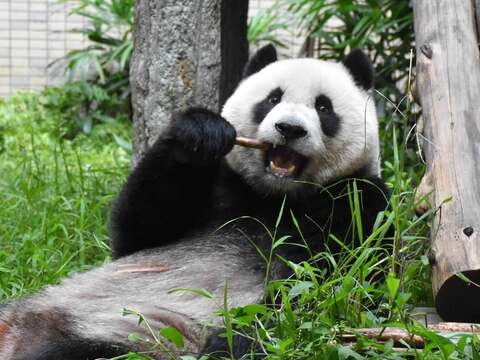 圓仔躺在草地上吃竹筍