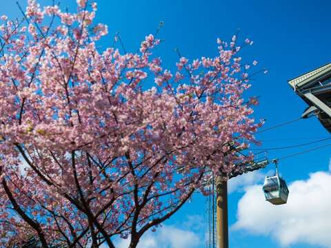 貓纜照片(圖片來源：臺北大眾捷運股份有限公司)