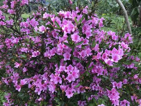 烏來杜鵑(圖片來源：臺北大眾捷運股份有限公司)